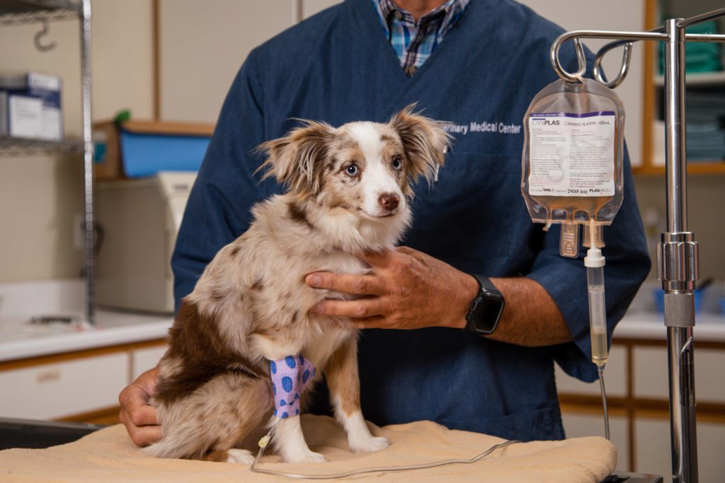 Small Dog Being Treated with Caniplas Canine Plasma
