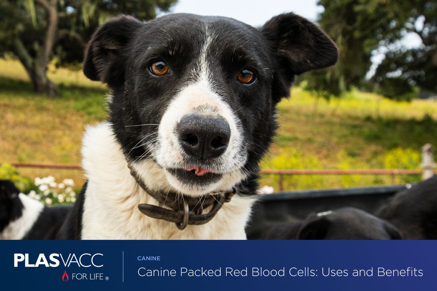 canine-packed-red-blood-cells-uses-and-benefits-plasvacc-aus